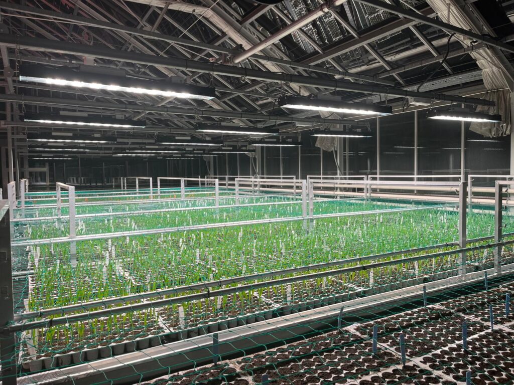 LED-Leisten von Bilberry über Versuchspflanzen in einem Forschungsgewächshaus